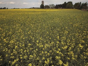 The "golden crop." Canola is shown growing on a Lakeshore farm on May 21, 2021. A relatively new crop for the local area, canola draws photo-snapping visitors during its peak flowering phase in mid-May.