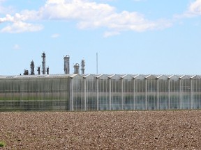 Chatham-Kent council has passed an interim bylaw to halt greenhouse construction near urban areas to provide time to examine the issue of light abatement from the structures. However, the final phase of an expansion at the Truly Green facility on the west side of Chatham will be exempt. Ellwood Shreve/Chatham Daily News/Postmedia Network