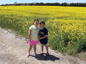 Chatham residents Ava Campell, 9, and her brother Reid, 7, were out for a ride with their mom on Wednesday when they just had to stop to admire this beautiful field of canola along Kent Bridge Road, just south of Rushton's Corners, as well as take some photos. Ellwood Shreve/Chatham Daily News/Postmedia Network