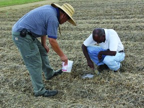 Scientists Gary Feng and Haile Tewolde test how fast water can infiltrate into soils that were fertilized by commercial inorganic fertilizer and manured by poultry litter