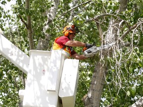 Tree maintenance technician Dan 'Bulls-eye' Beilman hacks away at some of the trees. Jocelyn Turner/Postmedia Network