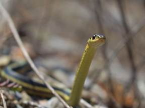 Handout Not For Resale
A common garter snake, photo provided by Matt Ellerbeck.