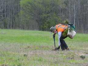 Tree planting season is well underway across SDG and many parts of Ontario.Handout/Cornwall Standard-Freeholder/Postmedia Network

Handout Not For Resale