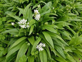 Wild garlic, also known as Ramson; Allium; ursinum, ramps. Not Released