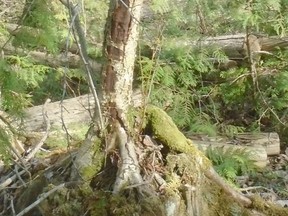 A birch tree on a stump. Patrick Capper photo