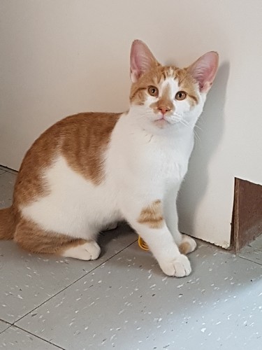 MEET CREAMSICLE! d.o.b. Nov 26, 2020. A very sweet personality, this sometimes active boy is great with other cats and has been around dogs. He would do well in a home with an animal buddy. This handsome guy would fit into any home.