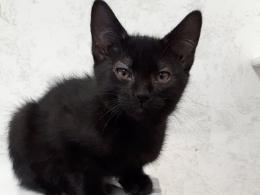 MEET ZURID.O.B March 05, 2021 male neutered. Outgoing and loving this miniature black panther came in with 5 brothers. He is so good with children and other cats that he would fit right into any home.