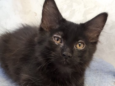 MEET D'KARD.O.B. March 05, 2021 Male neutered.  This friendly little black panther came in with his 5 brothers. He is sweet, playful and a cuddler. He is also great with children and other cats so he would be a wonderful addition to any home.