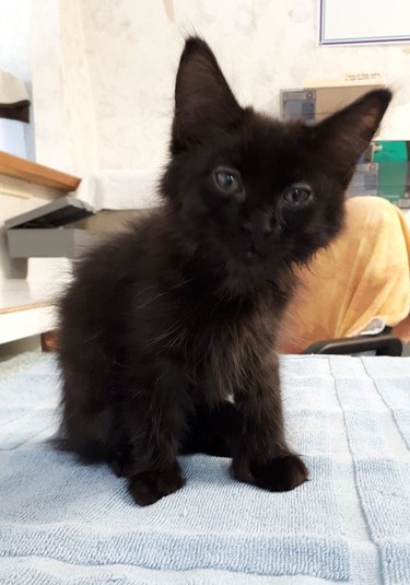 MEET BAKUD.O.B. March 5, 2021 male neutered. This small black panther is so snuggly and playful he would happily fit into a home with children and other cats.