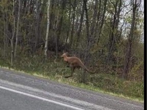 Reddit photo of escaped kangaroo Willow.