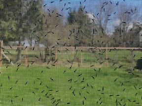 Pesky midges gather on a screen outside Susan Young's house. (Susan Young/For The Whig-Standard/Postmedia Network)