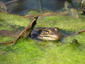 A frog in a local pond.