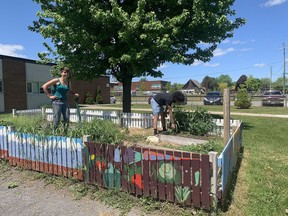 Ayla Fenton and Gabriel Boucher of the Loving Spoonful work in the community garden at J.G. Simcoe Public School in Kingston on Thursday.