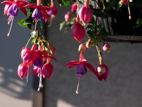 The early morning sun sidelights fuchsia blooms hanging from a basket on a Patterson Place  in this file photo. Hanging baskets and containers are a great way to get started in gardening as maintaining plants is usually a little less labour intensive as weeds are in control.