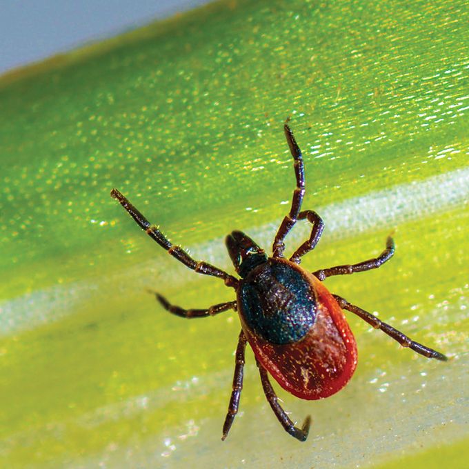 Blacklegged tick tests positive for Lyme disease Sault Star
