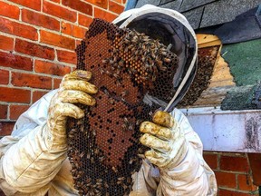 Mike Barta of MT Frames Apiary in Petawawa inspects a chunk of comb and honeybees which were removed from the roof of Shelley and Chris Roberts’ Laurentian Valley home last month.