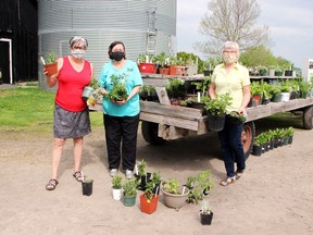 The first day of the Pembroke Horticultural Society's giant plant sale was a success. This year the event was held over three days at the homes of society members Ellen Vandersleen (right) and Pam Duplessis. Helping Vandersleen with the sale was PHS director Grace McLaughlin (centre) and stocking up on plants for her new home was Wendy Jacobson, who joined the group when she moved to Pembroke in March.
