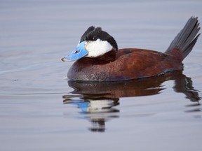 Among the Ruddy Duck's many distinctive features is a blue bill.