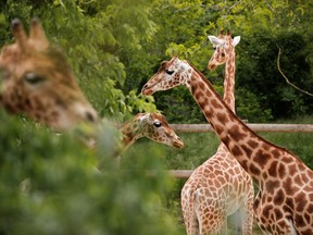 Giraffes have have solved a problem that afflicts humans: high blood pressure.
