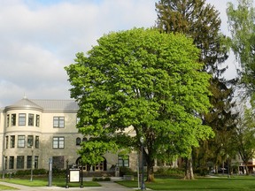 A Norway maple in late spring. (Oregon State University)