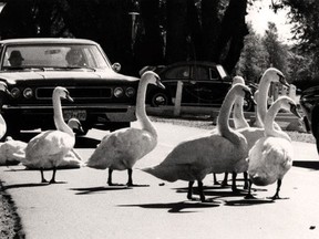 A few of Stratford's swans take a break in the roadway in this photo from the 1960s. 

STRATFORD-PERTH ARCHIVES