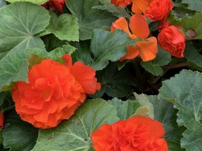 As their name suggests, Nonstop begonias faithfully produce flowers from spring to fall. John DeGroot photo