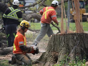 Crews remove trees to make way for the redevelopment of the athletic field at Great Lakes Secondary School in Sarnia. The nearly $5.4-million project is expected to be completed in the fall.