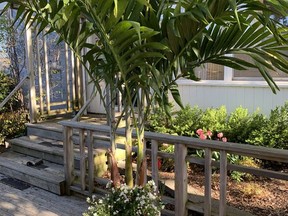 Adonidia is a taller growing palm with a single stem and long arching fronds, writes gardening expert John DeGroot. He recommends that it be planted in a large container to create a truly tropical feel. John DeGroot photo