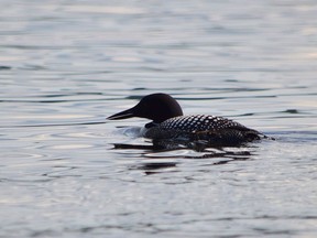 A loon glides along Panache Lake, which hosts multiple pairs of the species. Some worry about the future of loons and other waterfowls on Sudbury's lakes. Jim Moodie/Sudbury Star