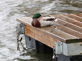 A solitary duck rests on a dock on Ramsey Lake in Sudbury, Ont. on Tuesday May 4, 2021. John Lappa/Sudbury Star/Postmedia Network