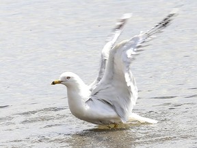A seagull splashes its wings in the water at Ramsey Lake in Sudbury, Ont. on Thursday May 6, 2021. John Lappa/Sudbury Star/Postmedia Network
