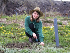 Kryslyn Mohan, of Sudbury Shared Harvest, tends to the edible forest garden at Delki Dozzi Memorial Park in Sudbury, Ont. on Friday May 7, 2021. John Lappa/Sudbury Star/Postmedia Network