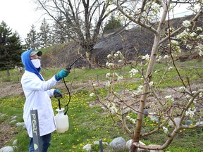 Shanelle Lacasse, of Sudbury Shared Harvest, sprays organic pesticide on a tree to deter caterpillars at the edible forest garden at Delki Dozzi Memorial Park in Sudbury, Ont. on Friday May 7, 2021. John Lappa/Sudbury Star/Postmedia Network
