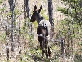 A moose quickly runs into a forest in the Walden area on Wednesday May 12, 2021. John Lappa/Sudbury Star/Postmedia Network