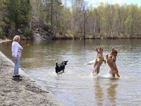 A group of dogs chase after a ball at Laurentian beach at Lake Nepahwin in Sudbury, Ont. on Thursday May 13, 2021. John Lappa/Sudbury Star/Postmedia Network