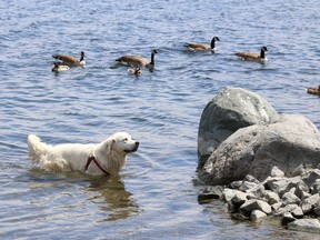 Izzy the dog shares the water with ducks and geese at Ramsey Lake in Sudbury, Ont. on Monday May 17, 2021. John Lappa/Sudbury Star/Postmedia Network