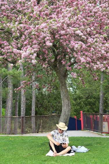 Josh Faries keeps cool under the canopy of a blossoming tree at Bell Park in Sudbury, Ont. on Friday May 21, 2021. John Lappa/Sudbury Star/Postmedia Network