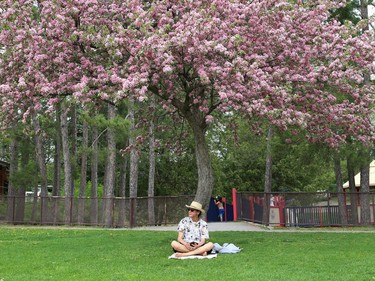 Josh Faries keeps cool under the canopy of a blossoming tree at Bell Park in Sudbury, Ont. on Friday May 21, 2021. John Lappa/Sudbury Star/Postmedia Network