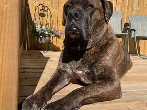 Mickey recovers from a life-threatening porcupine incident at the home of Maureen Larose, who fostered him for Pet Save in his younger days. The bull mastiff now requires surgery to remove quills from his lungs and repair the damage caused to his internal organs.