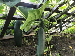 The cucumber fruit hangs as you might imagine it in the hanging gardens of Babylon. A crop fit for royalty, especially the burpless varieties: more civilized. Suppied