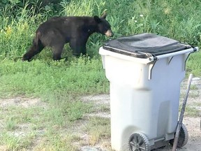 A photo of taken in July 2020 of a young bear emerging from the bush before it knocked over a couple of garbage bins on a residential property in Barbers Bay. The Timmins Police Service says it responded to several calls in the past week about bears foraging in some of the neighbourhoods located in the city's outer perimeters.

RON GRECH/The Daily Press