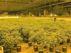 The Ontario Provincial Police seized more than 12,000 cannabis plants in various stages of growth from an illegal grow-op in Chapleau on Wednesday. Supplied