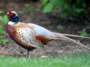 The Long Point Fish and Game Club reports that the 2020 pheasant hunt in Norfolk County was a success. File photo/Postmedia Network