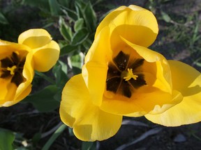 This summer the Tillsonburg Horticultural Society, Tillsonburg BIA and the Town of Tillsonburg will be planting predominantly yellow flowers with the theme of 'Growing in Hope.' (Chris Abbott/Norfolk & Tillsonburg News)