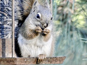 After being admired by our grandchildren, this squirrel agreed to sign a sunflower seed.