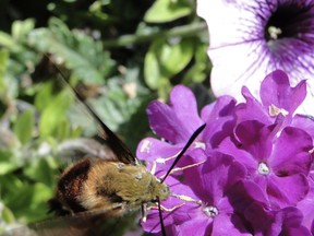 Nature's look-alike. This is a Hawk Moth or Hummingbird Moth that flies in patterns similar to the  humming bird as it seeks nectar from blossoms.