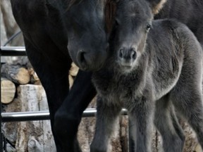 Newfoundland Pony Silvie, was born just outside of Millet last month.
Cari McDonnell