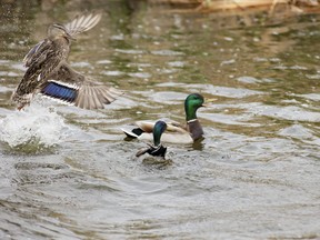 A female mallard takes flight leaving two drakes in the water.
PHOTO RANDY VANDERVEEN