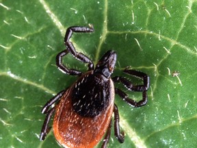 A Zoom meeting on ticks and Lyme disease in Eastern Ontario will be hosted by the Friends of Napanee River and Friends of Salmon River, and supported by Hastings Stewardship Council June 8 at 7 p.m.