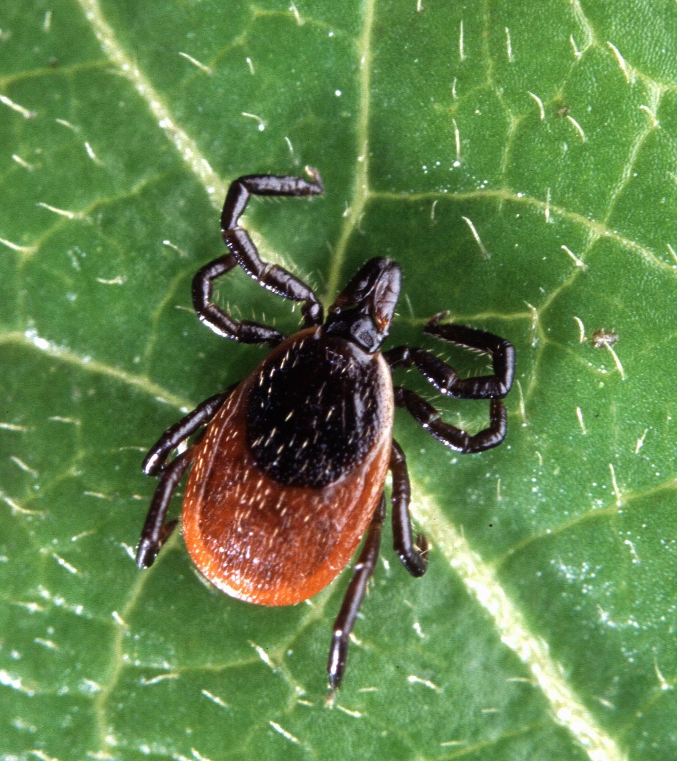 Uptick in ticks, Lyme disease in Eastern Ontario The Kingston Whig